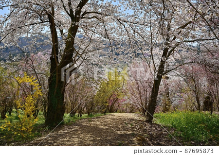 Flower tunnel in Hanamiyama Park where flowers bloom in Satoyama, Fukushima City Flower tunnel in Hanamiyama Park where flowers bloom in Satoyama, Fukushima City 87695873