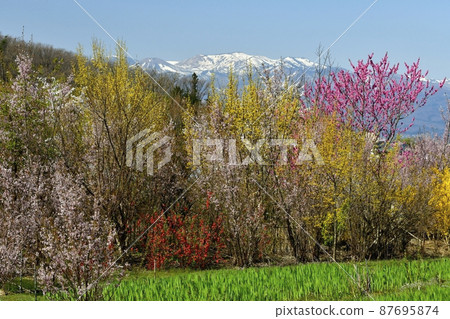 Hanamiyama Park and Azuma Mountain Range, where flowers bloom in Satoyama, Fukushima City Hanamiyama Park and Azuma Mountain Range, where flowers bloom in Satoyama, Fukushima City 87695874