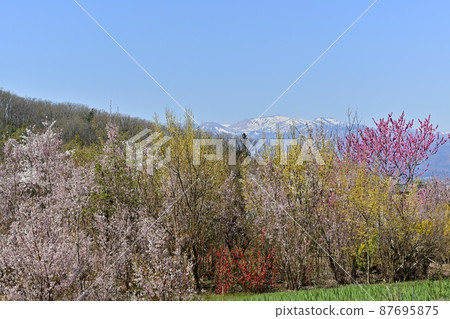 Hanamiyama Park and Azuma Mountain Range, where flowers bloom in Satoyama, Fukushima City Hanamiyama Park and Azuma Mountain Range, where flowers bloom in Satoyama, Fukushima City 87695875