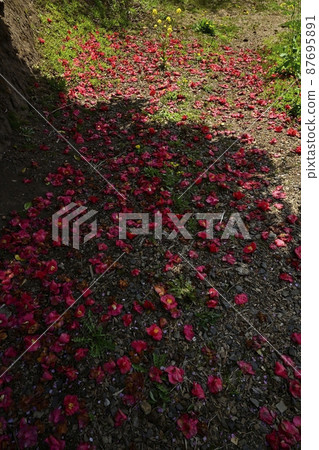 福島市里山花盛開的花見山公園落下的山茶花 福島市里山花盛開的花見山公園落下的山茶花 87695891