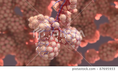 3D Medical illustration Respiratory System, Alveoli 3D Medical illustration Respiratory System, Alveoli 87695933