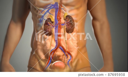 3D illustration of the activities of the renal system on the male model 87695938