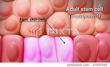 Adult stem cell Adult stem cell 87695940