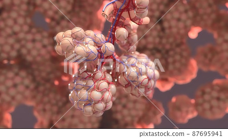 3D Medical illustration Respiratory System, Alveoli 87695941
