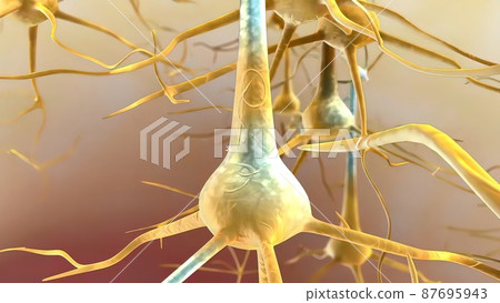 An action potential occurs when a neuron sends information from the cell body via an axon. 87695943