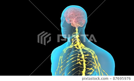 All nerve waves in the body and brain 87695976