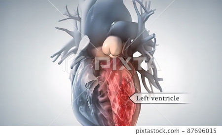 anatomical human heart illustration anatomical human heart illustration 87696015