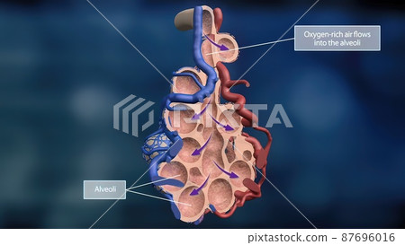 Respiratory system, Alveoli. Oxygen and Carbon Dioxide Exchange Respiratory system, Alveoli. Oxygen and Carbon Dioxide Exchange 87696016