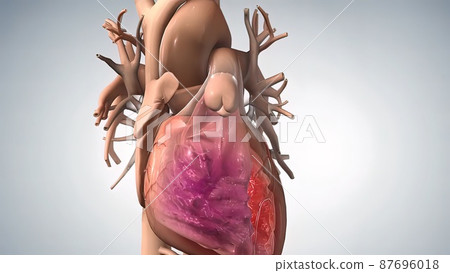 anatomical human heart illustration anatomical human heart illustration 87696018
