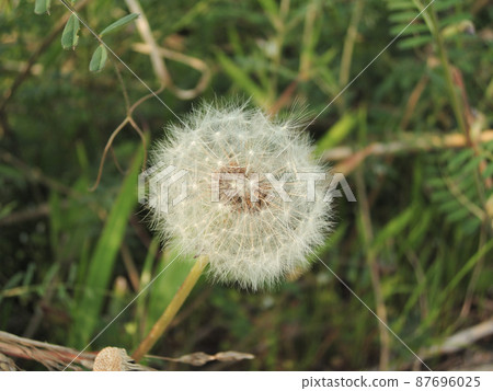 Dandelion of the ridge Dandelion of the ridge 87696025