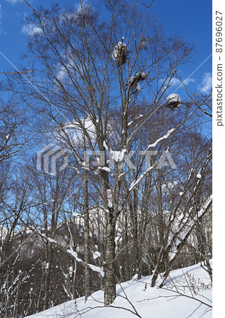 Bear shelf with blue sky and snow in the winter forest 87696027