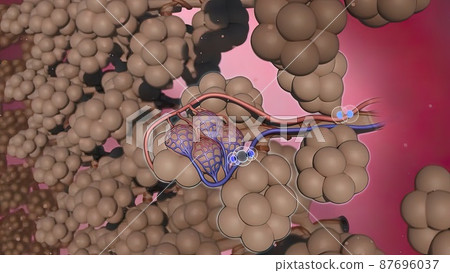 Alveoli Oxygen Exchange 3d illustration 87696037