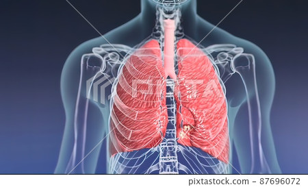 3D Medical illustration Respiratory System, Alveoli 3D Medical illustration Respiratory System, Alveoli 87696072