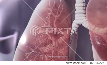 Human Respiratory System Lungs Anatomy illustration Concept. 3D 87696224