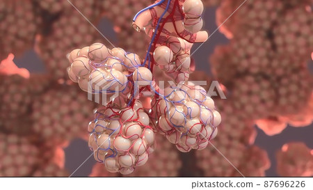 3D Medical illustration Respiratory System, Alveoli 87696226