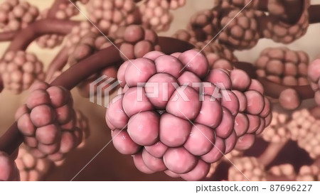 Human Respiratory System Lungs Anatomy illustration Concept. 3D 87696227