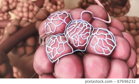 Human Respiratory System Lungs Anatomy illustration Concept. 3D 87696232