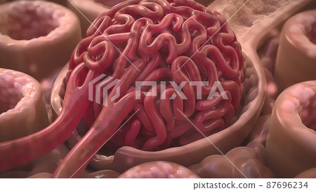 3D Medical illustration Respiratory System, Alveoli 87696234