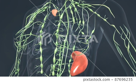 Lymph nodes and Thyroid glands 87696235