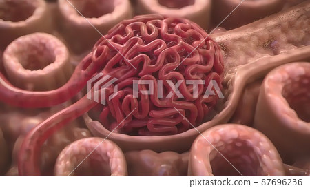 3D Medical illustration Respiratory System, Alveoli 87696236