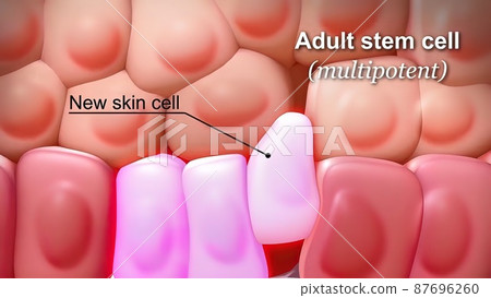 Adult stem cell Adult stem cell 87696260