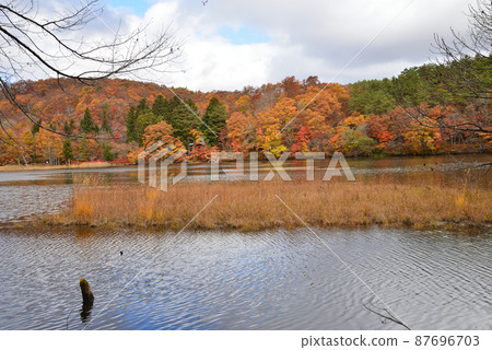 觀音沼森林公園的紅葉 2021-11-3 #31 觀音沼森林公園的紅葉 2021-11-3 #31 87696703