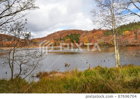 觀音沼森林公園的紅葉 2021-11-3 #32 87696704
