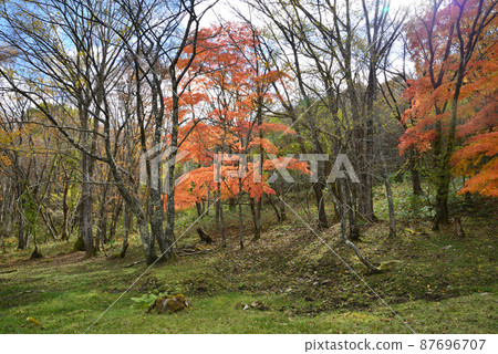 觀音沼森林公園的紅葉 2021-11-3 #35 87696707