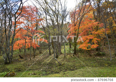 觀音沼森林公園的紅葉 2021-11-3 #36 觀音沼森林公園的紅葉 2021-11-3 #36 87696708