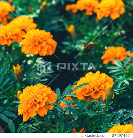 closeup of orange marigolds with green leaves in garden closeup of orange marigolds with green leaves in garden 87697423