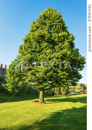 Beautiful Large Green Tree in a Public Park - Lazise Verona Italy 87697491