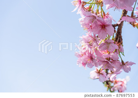 Kawazu cherry tree 87697553