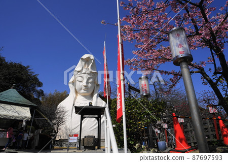 March 1341 Ofuna Kannon and Kawazu Sakura / Ofuna Kannonji March 1341 Ofuna Kannon and Kawazu Sakura / Ofuna Kannonji 87697593
