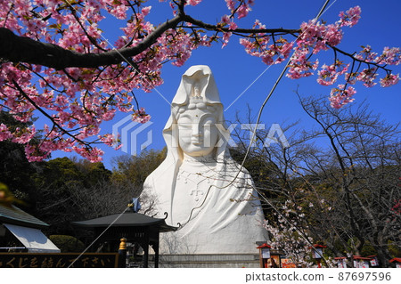 March 1343 Ofuna Kannon and Kawazu Sakura / Ofuna Kannonji Temple March 1343 Ofuna Kannon and Kawazu Sakura / Ofuna Kannonji Temple 87697596
