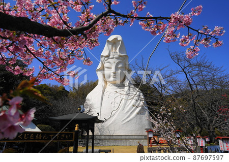 March Kamakura 1344 Ofuna Kannon and Kawazu Sakura / Ofuna Kannonji 87697597