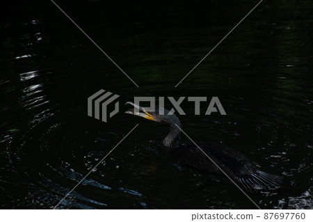 Great cormorant catching fish in the pond Great cormorant catching fish in the pond 87697760
