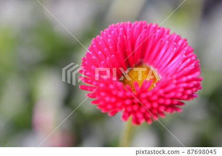 Daisy Bellis perennis 粉紅色 Daisy Bellis perennis 粉紅色 87698045