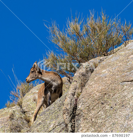 The Iberian ibex, Capra pyrenaica in the Gredos mountains near Navacepeda, Castile Leon Spain 87698197