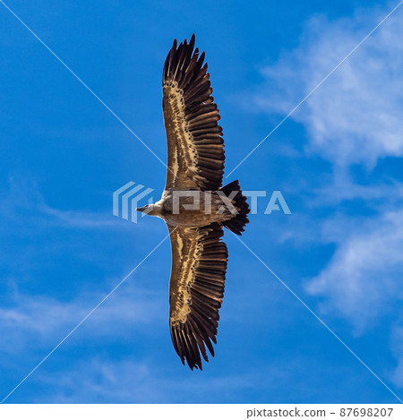Griffon vultures, Gyps fulvus flying around the Serrania de Cuenca at Una, Spain. 87698207