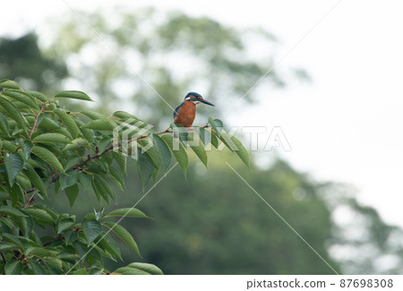 翠鳥住在樹枝上 87698308
