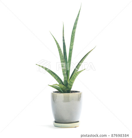觀葉植物盆栽，虎尾蘭女士魅力 [白色背景] 87698384