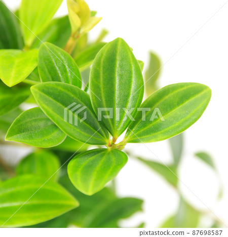 觀葉植物的葉子，peperomia follet [白色背景] 87698587