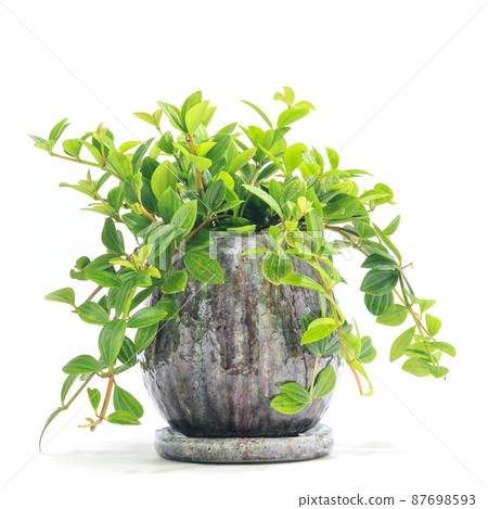 觀葉植物盆栽，Peperomia follet [白色背景] 87698593