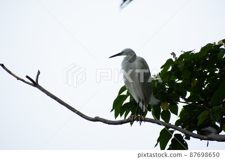 A pure white little egret relaxing on a tree A pure white little egret relaxing on a tree 87698650