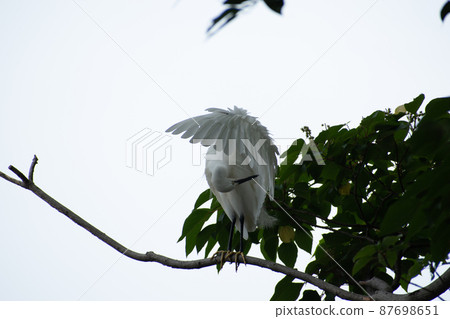 A pure white little egret relaxing on a tree A pure white little egret relaxing on a tree 87698651