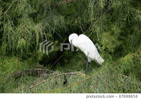 A pure white little egret relaxing on a tree A pure white little egret relaxing on a tree 87698658
