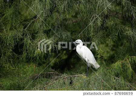 A pure white little egret relaxing on a tree A pure white little egret relaxing on a tree 87698659