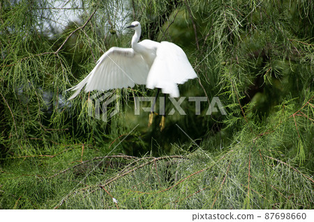 Back view of Little Egret flapping with beautiful wings Back view of Little Egret flapping with beautiful wings 87698660