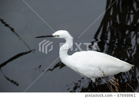 Little egret looking for fish in the pond Little egret looking for fish in the pond 87698661