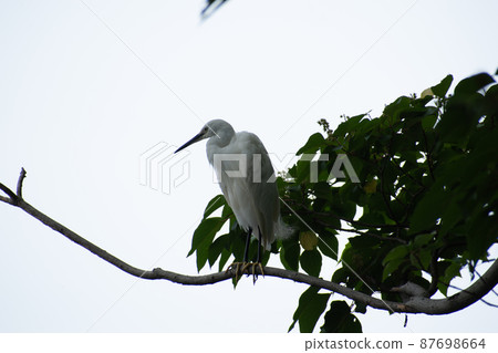 一隻純白的小白鷺在樹上放鬆 一隻純白的小白鷺在樹上放鬆 87698664